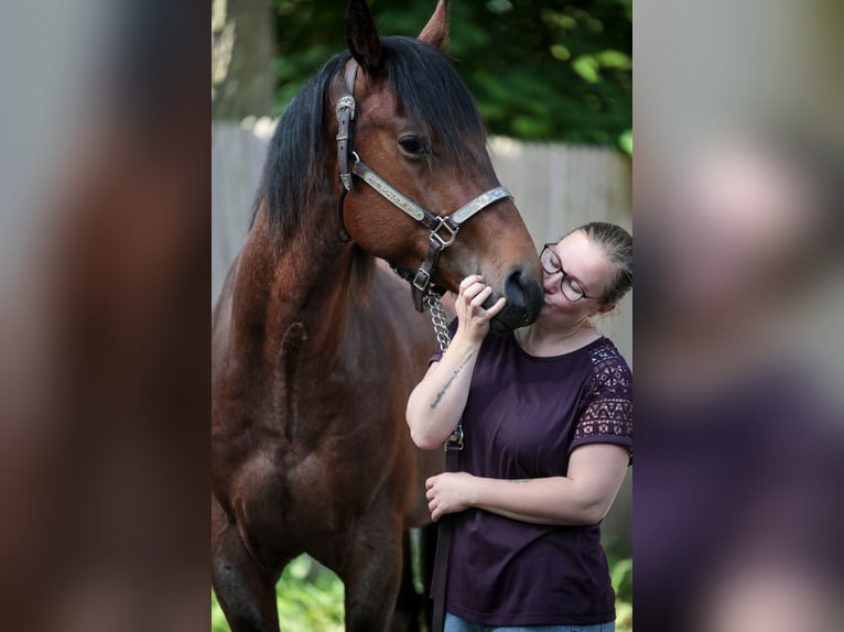 American Quarter Horse Wallach 3 Jahre 156 cm Roan-Bay in Marklohe