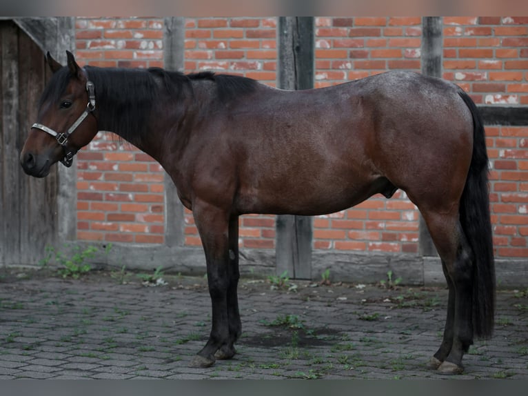 American Quarter Horse Wallach 3 Jahre 156 cm Roan-Bay in Marklohe