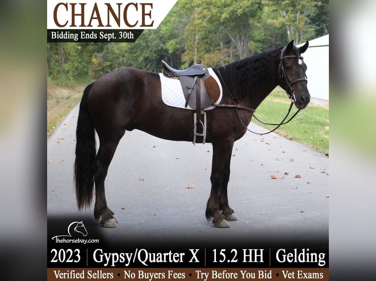American Quarter Horse Wallach 3 Jahre 157 cm Rappe in Clarkson, KY