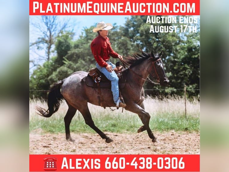 American Quarter Horse Wallach 3 Jahre 157 cm Roan-Blue in Cole Camp MO
