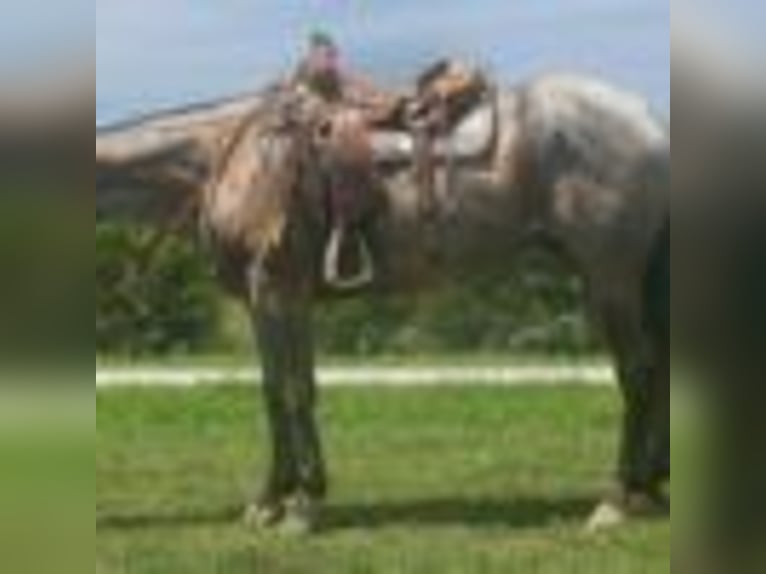 American Quarter Horse Wallach 3 Jahre 157 cm Roan-Blue in Cole Camp MO