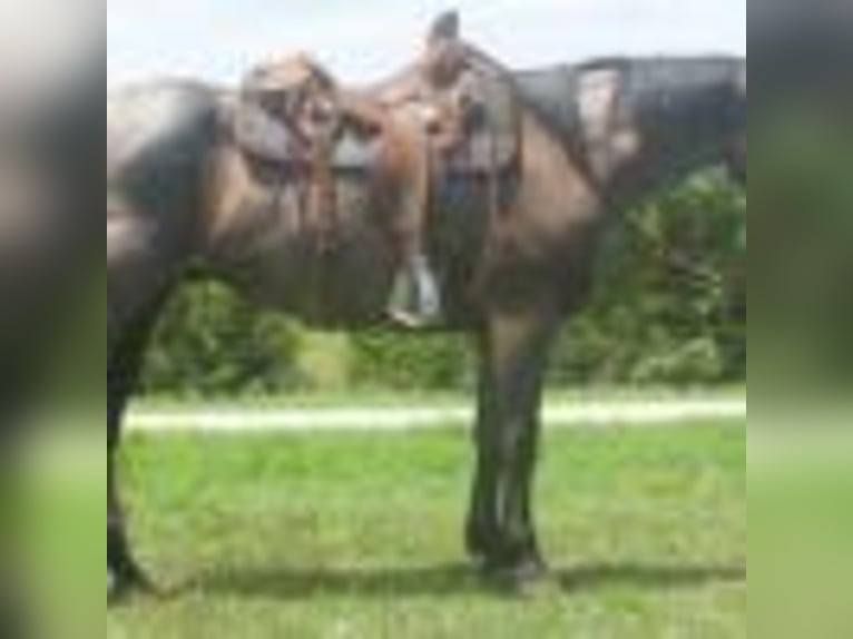 American Quarter Horse Wallach 3 Jahre 157 cm Roan-Blue in Cole Camp MO