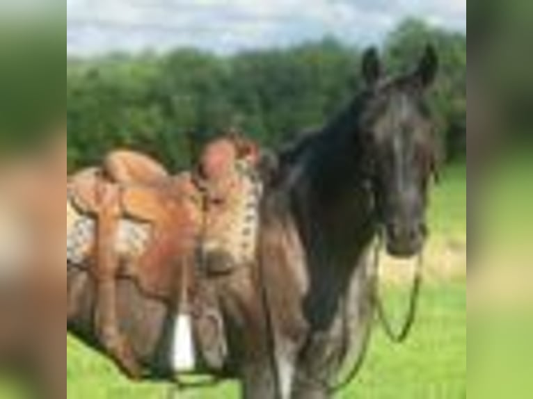 American Quarter Horse Wallach 3 Jahre 157 cm Roan-Blue in Cole Camp MO
