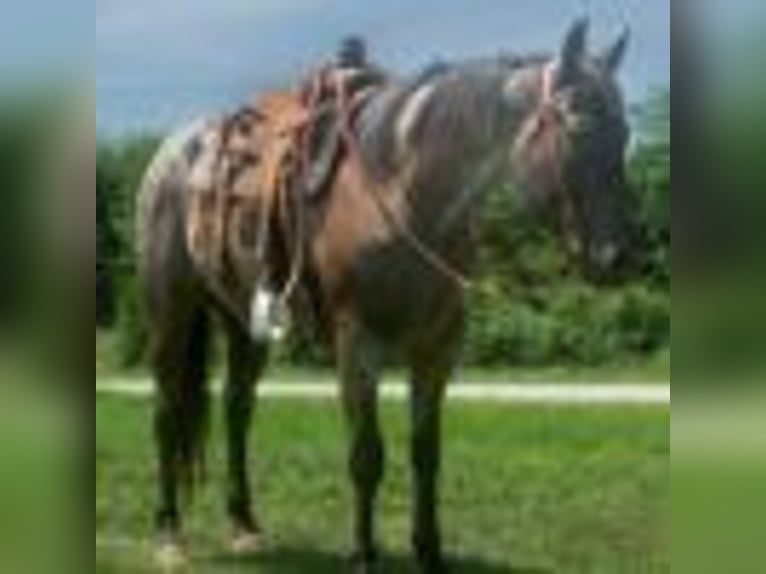 American Quarter Horse Wallach 3 Jahre 157 cm Roan-Blue in Cole Camp MO