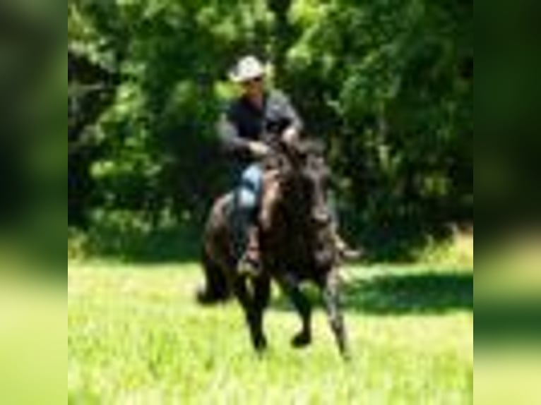American Quarter Horse Wallach 3 Jahre 157 cm Roan-Blue in Cole Camp MO