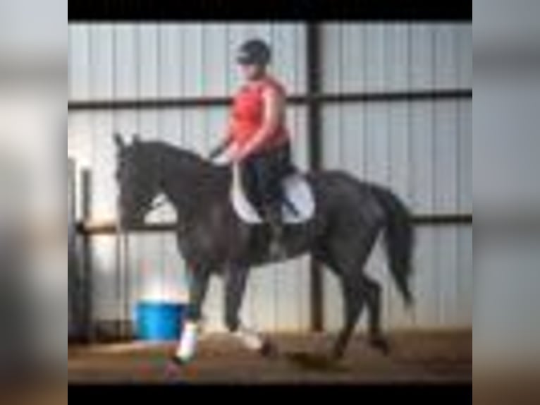 American Quarter Horse Wallach 3 Jahre 157 cm Roan-Blue in Cole Camp MO