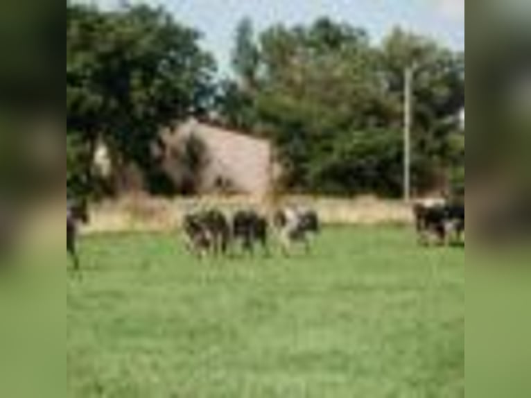 American Quarter Horse Wallach 3 Jahre 157 cm Roan-Blue in Cole Camp MO