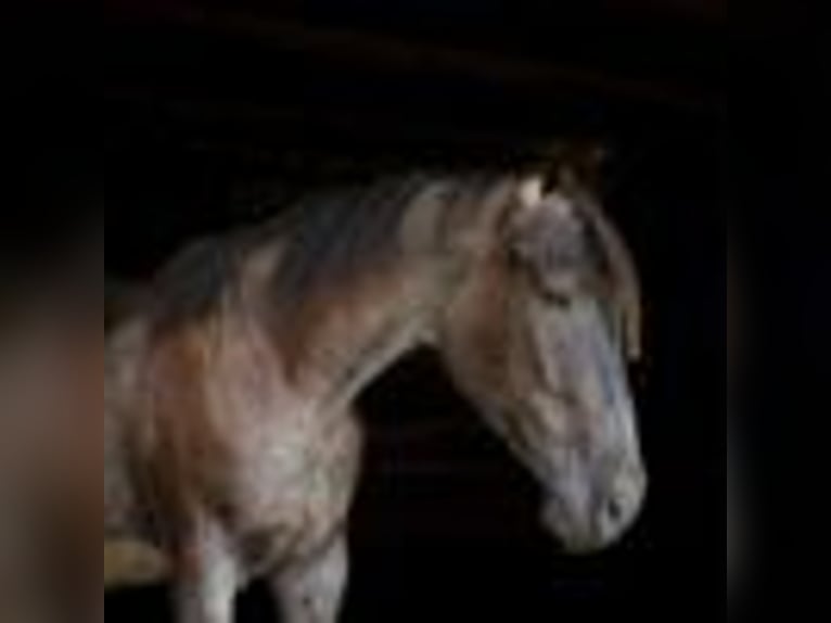 American Quarter Horse Wallach 3 Jahre 157 cm Roan-Blue in Cole Camp MO