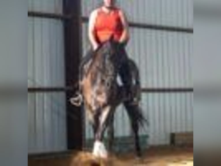 American Quarter Horse Wallach 3 Jahre 157 cm Roan-Blue in Cole Camp MO