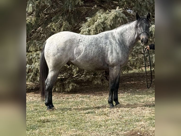 American Quarter Horse Mix Wallach 3 Jahre 157 cm Roan-Blue in Princeville