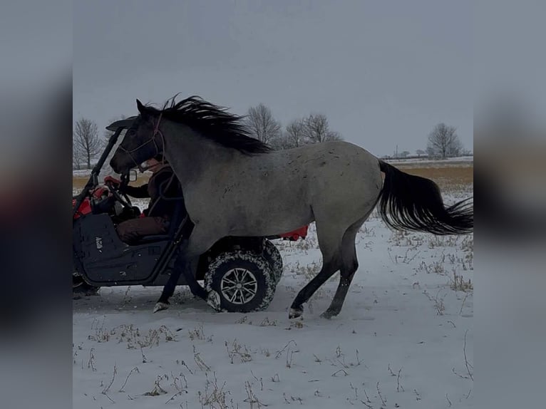 American Quarter Horse Mix Wallach 3 Jahre 157 cm Roan-Blue in Princeville