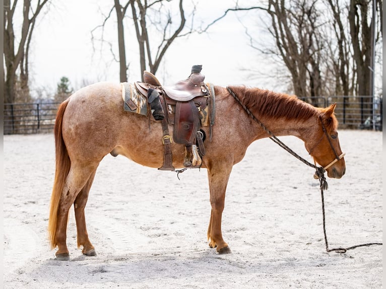 American Quarter Horse Wallach 3 Jahre 157 cm Roan-Red in New Holland, PA