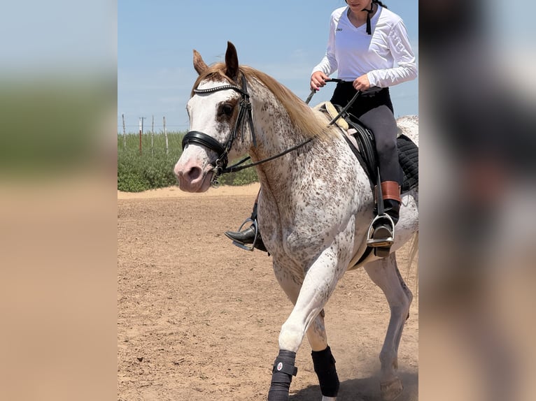 American Quarter Horse Wallach 3 Jahre 157 cm Roan-Red in New Holland, PA