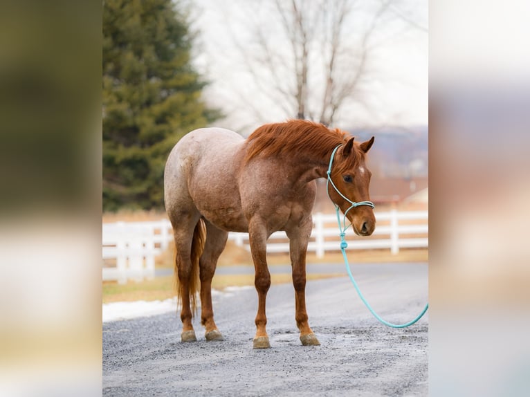 American Quarter Horse Wallach 3 Jahre 157 cm Roan-Red in New Holland, PA