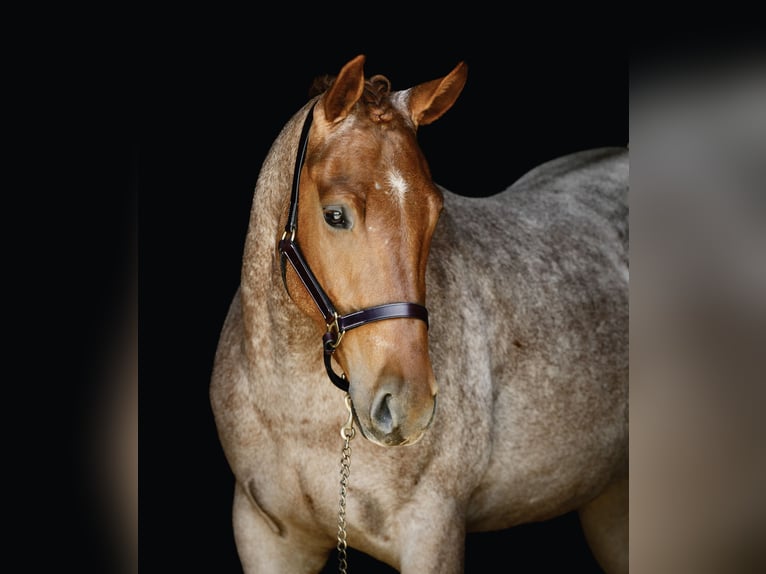 American Quarter Horse Wallach 3 Jahre 157 cm Roan-Red in New Holland, PA