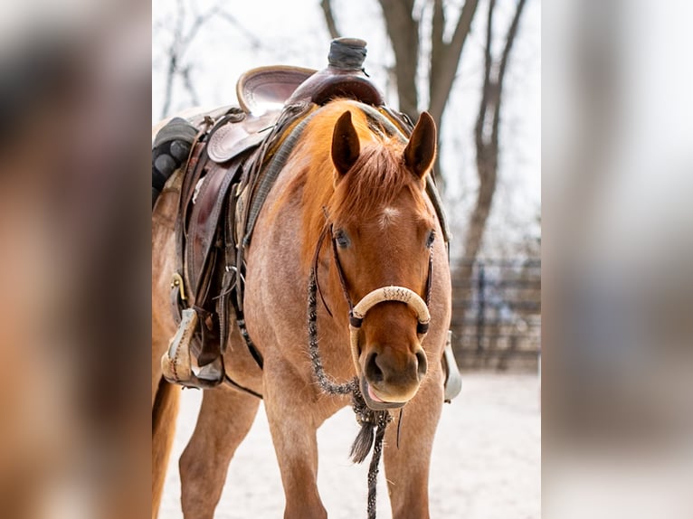 American Quarter Horse Wallach 3 Jahre 157 cm Roan-Red in New Holland, PA