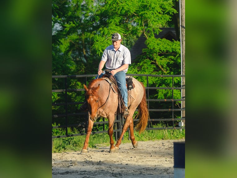 American Quarter Horse Wallach 3 Jahre 157 cm Roan-Red in New Holland, PA