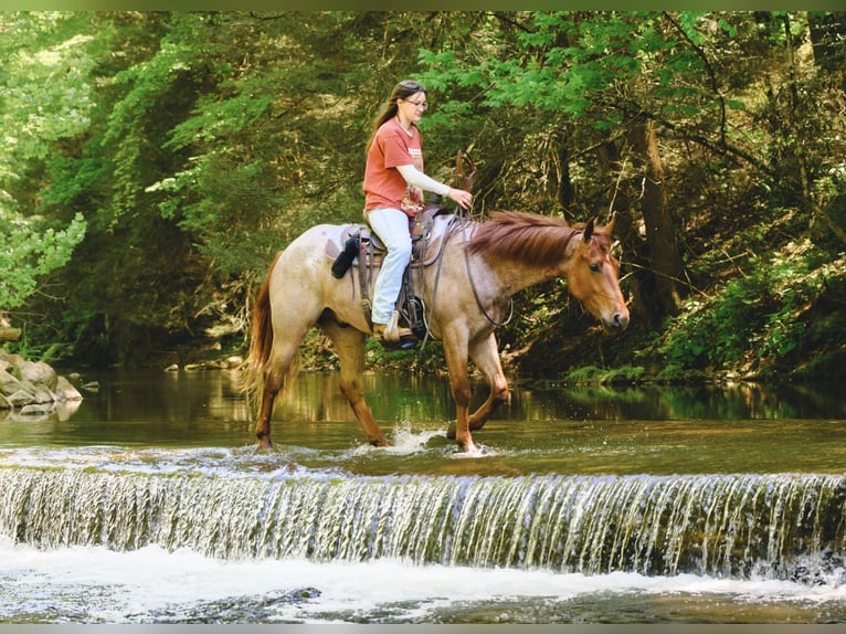 American Quarter Horse Wallach 3 Jahre 157 cm Roan-Red in New Holland, PA