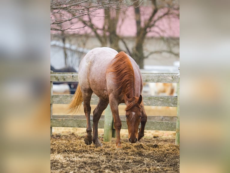 American Quarter Horse Wallach 3 Jahre 157 cm Roan-Red in New Holland, PA