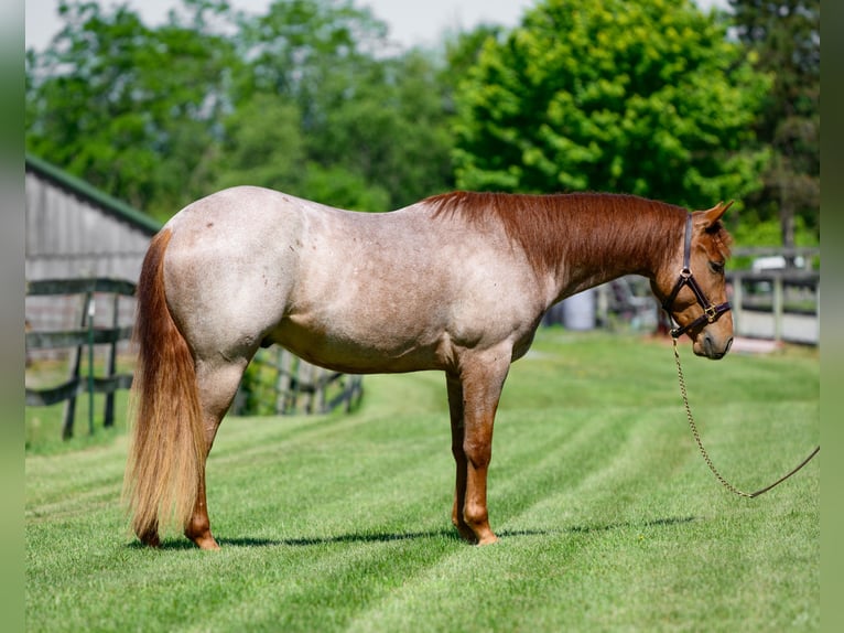 American Quarter Horse Wallach 3 Jahre 157 cm Roan-Red in New Holland, PA
