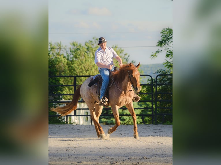 American Quarter Horse Wallach 3 Jahre 157 cm Roan-Red in New Holland, PA