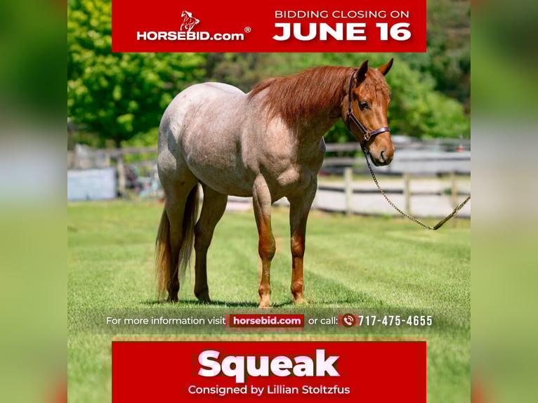 American Quarter Horse Wallach 3 Jahre 157 cm Roan-Red in New Holland, PA