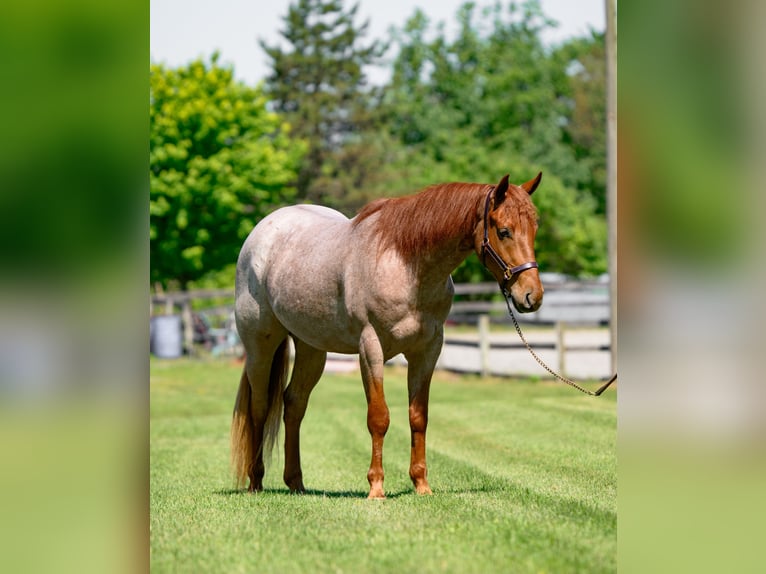American Quarter Horse Wallach 3 Jahre 157 cm Roan-Red in New Holland, PA