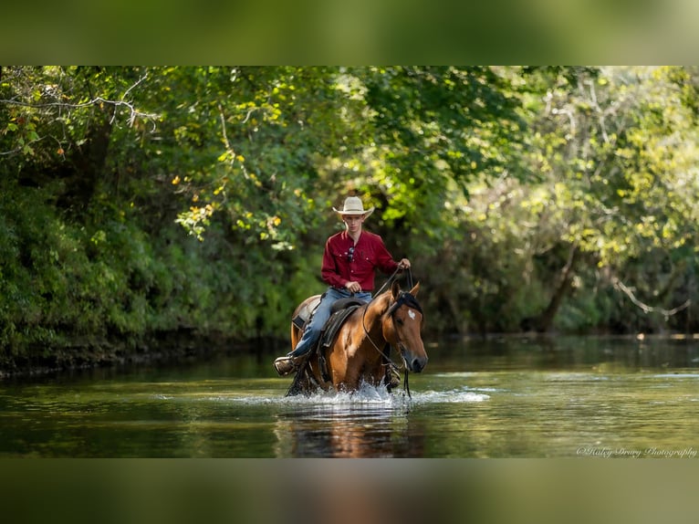 American Quarter Horse Mix Wallach 3 Jahre 157 cm Rotbrauner in Auburn, KY American Quarter Horse Mix Wallach 3 Jahre 157 cm Rotbrauner in Auburn, KY