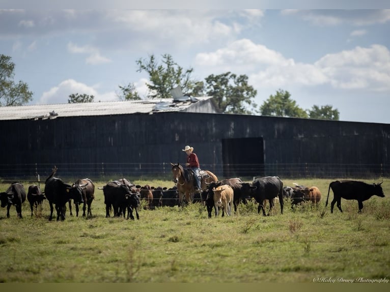 American Quarter Horse Mix Wallach 3 Jahre 157 cm Rotbrauner in Auburn, KY American Quarter Horse Mix Wallach 3 Jahre 157 cm Rotbrauner in Auburn, KY