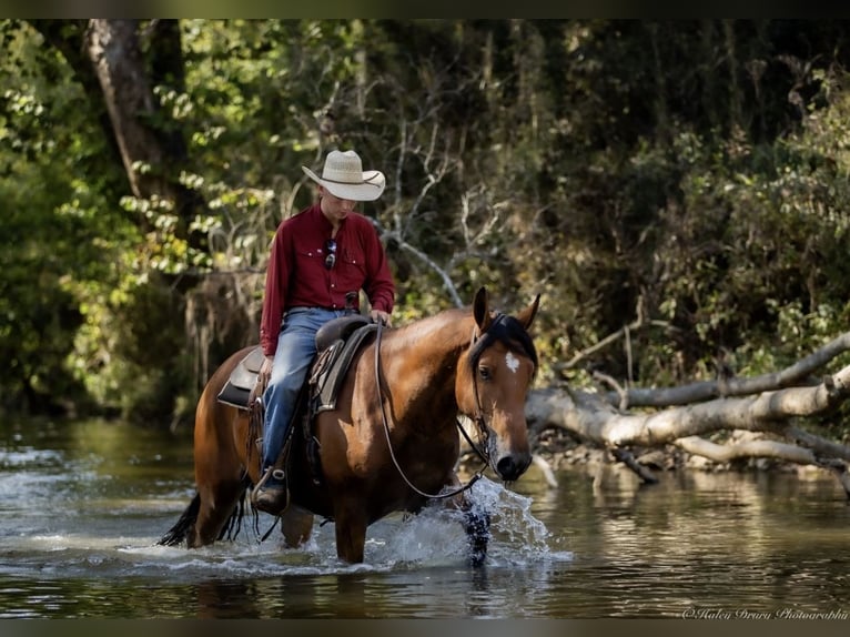 American Quarter Horse Mix Wallach 3 Jahre 157 cm Rotbrauner in Auburn, KY American Quarter Horse Mix Wallach 3 Jahre 157 cm Rotbrauner in Auburn, KY