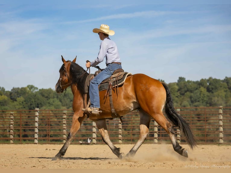 American Quarter Horse Mix Wallach 3 Jahre 157 cm Rotbrauner in Auburn, KY American Quarter Horse Mix Wallach 3 Jahre 157 cm Rotbrauner in Auburn, KY