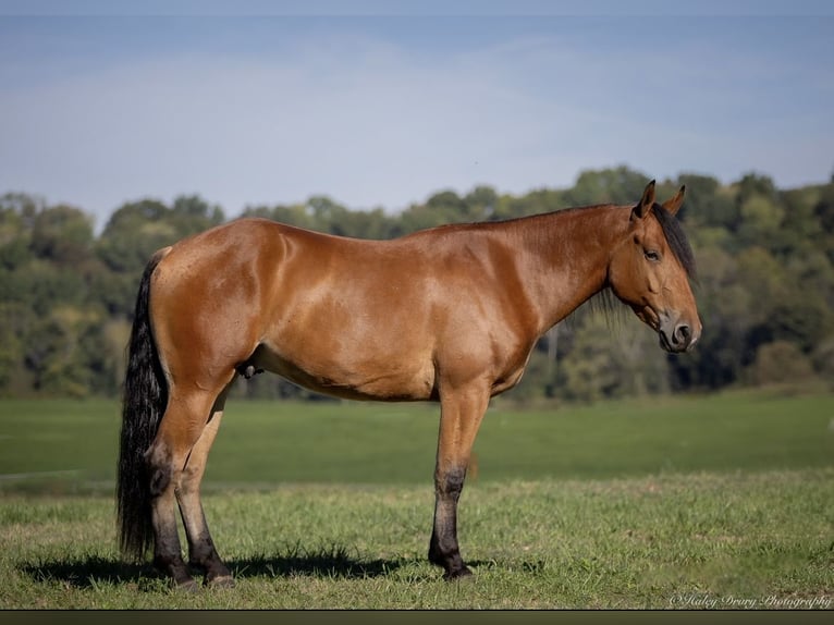 American Quarter Horse Mix Wallach 3 Jahre 157 cm Rotbrauner in Auburn, KY American Quarter Horse Mix Wallach 3 Jahre 157 cm Rotbrauner in Auburn, KY