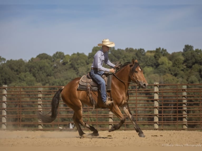 American Quarter Horse Mix Wallach 3 Jahre 157 cm Rotbrauner in Auburn, KY American Quarter Horse Mix Wallach 3 Jahre 157 cm Rotbrauner in Auburn, KY