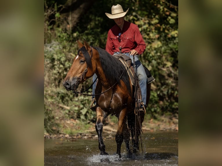 American Quarter Horse Mix Wallach 3 Jahre 157 cm Rotbrauner in Auburn, KY American Quarter Horse Mix Wallach 3 Jahre 157 cm Rotbrauner in Auburn, KY