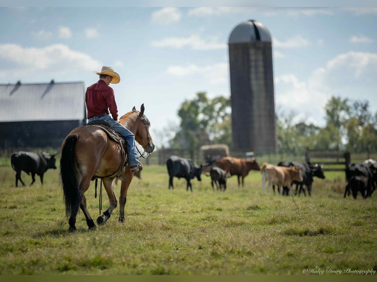 American Quarter Horse Mix Wallach 3 Jahre 157 cm Rotbrauner in Auburn, KY American Quarter Horse Mix Wallach 3 Jahre 157 cm Rotbrauner in Auburn, KY