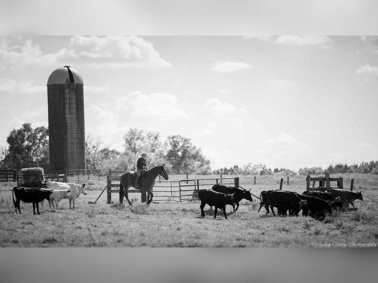 American Quarter Horse Mix Wallach 3 Jahre 157 cm Rotbrauner in Auburn, KY American Quarter Horse Mix Wallach 3 Jahre 157 cm Rotbrauner in Auburn, KY