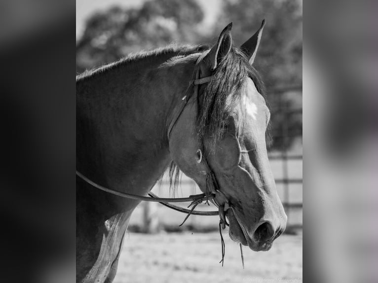 American Quarter Horse Mix Wallach 3 Jahre 157 cm Rotbrauner in Auburn, KY American Quarter Horse Mix Wallach 3 Jahre 157 cm Rotbrauner in Auburn, KY