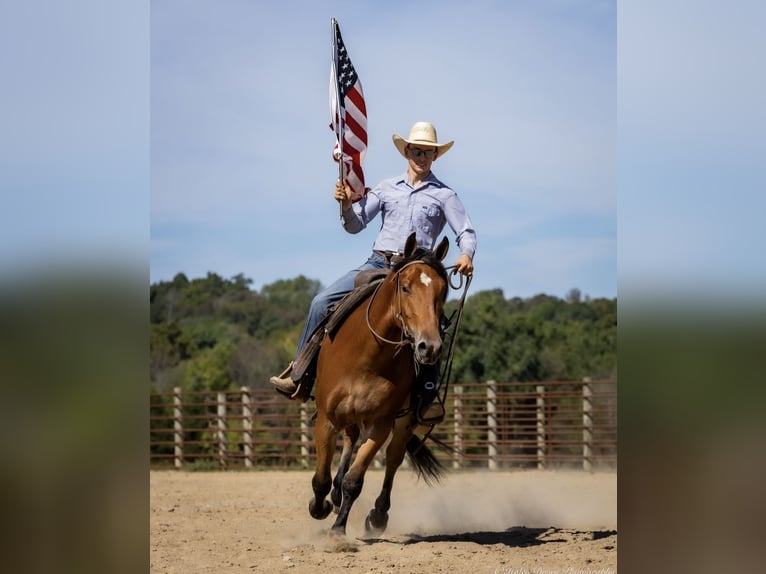 American Quarter Horse Mix Wallach 3 Jahre 157 cm Rotbrauner in Auburn, KY American Quarter Horse Mix Wallach 3 Jahre 157 cm Rotbrauner in Auburn, KY