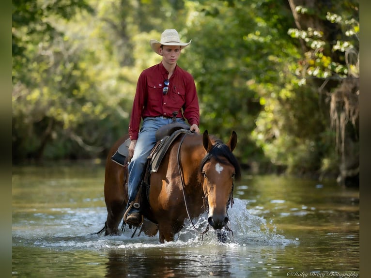 American Quarter Horse Mix Wallach 3 Jahre 157 cm Rotbrauner in Auburn, KY American Quarter Horse Mix Wallach 3 Jahre 157 cm Rotbrauner in Auburn, KY