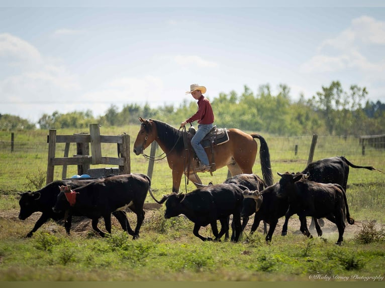 American Quarter Horse Mix Wallach 3 Jahre 157 cm Rotbrauner in Auburn, KY American Quarter Horse Mix Wallach 3 Jahre 157 cm Rotbrauner in Auburn, KY