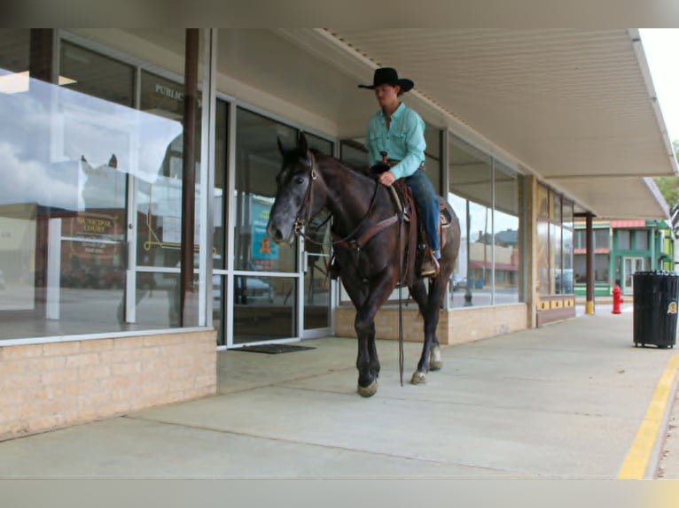 American Quarter Horse Wallach 3 Jahre 157 cm Schimmel in Rusk