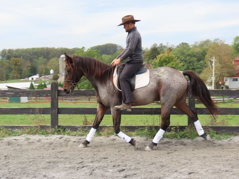 American Quarter Horse Mix Wallach 3 Jahre 157 cm in Honey Brook, PA American Quarter Horse Mix Wallach 3 Jahre 157 cm in Honey Brook, PA