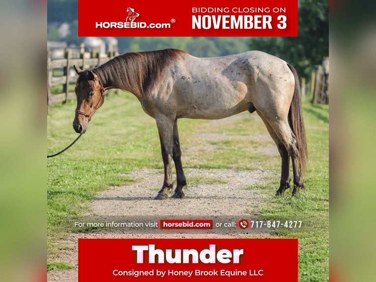 American Quarter Horse Mix Wallach 3 Jahre 157 cm in Honey Brook, PA American Quarter Horse Mix Wallach 3 Jahre 157 cm in Honey Brook, PA