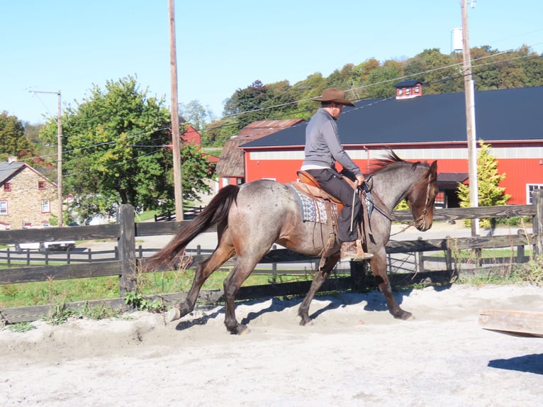 American Quarter Horse Mix Wallach 3 Jahre 157 cm in Honey Brook, PA American Quarter Horse Mix Wallach 3 Jahre 157 cm in Honey Brook, PA