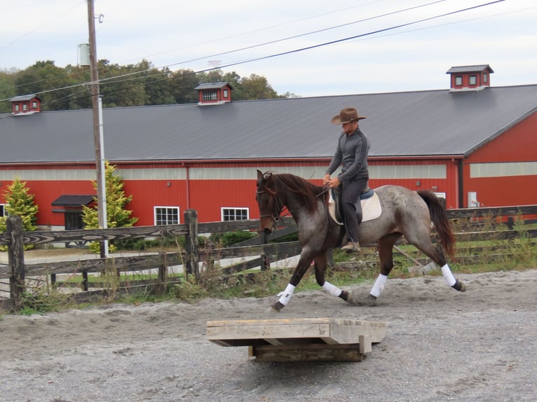 American Quarter Horse Mix Wallach 3 Jahre 157 cm in Honey Brook, PA American Quarter Horse Mix Wallach 3 Jahre 157 cm in Honey Brook, PA