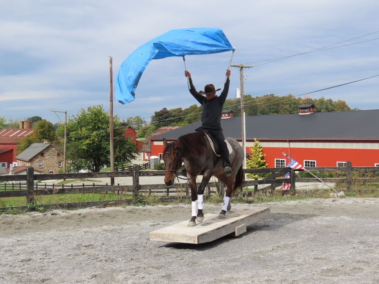 American Quarter Horse Mix Wallach 3 Jahre 157 cm in Honey Brook, PA American Quarter Horse Mix Wallach 3 Jahre 157 cm in Honey Brook, PA