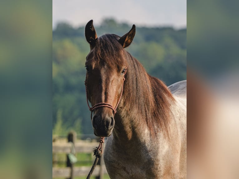 American Quarter Horse Mix Wallach 3 Jahre 157 cm in Honey Brook, PA American Quarter Horse Mix Wallach 3 Jahre 157 cm in Honey Brook, PA