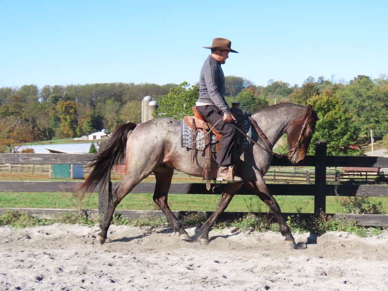 American Quarter Horse Mix Wallach 3 Jahre 157 cm in Honey Brook, PA American Quarter Horse Mix Wallach 3 Jahre 157 cm in Honey Brook, PA