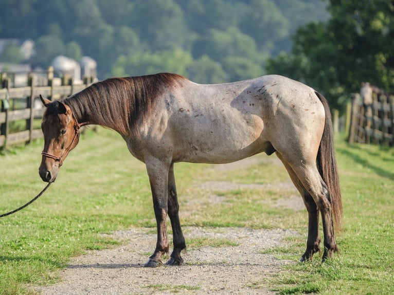American Quarter Horse Mix Wallach 3 Jahre 157 cm in Honey Brook, PA American Quarter Horse Mix Wallach 3 Jahre 157 cm in Honey Brook, PA