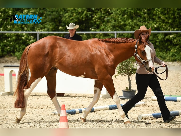 American Quarter Horse Wallach 3 Jahre 159 cm Fuchs in Moosthenning